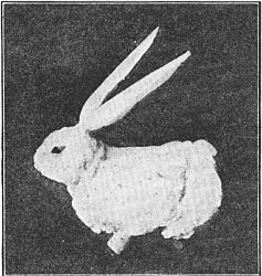 Fig. 110—Such a funny little long-eared rabbit.