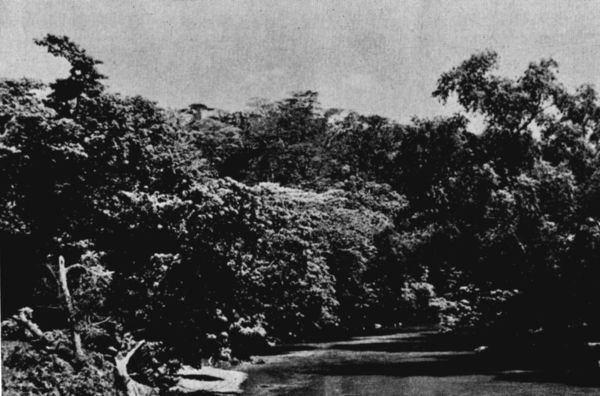 Fig. 2. Rainforest along the Río Sarabia, Oaxaca. March, 1956.