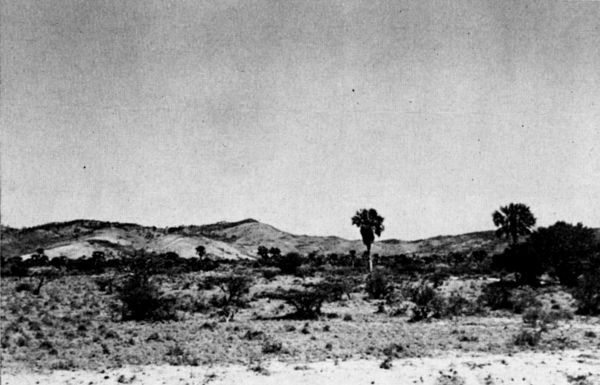 Fig. 2. Palm Savanna on the Plains of Chivela, Oaxaca. March, 1956.