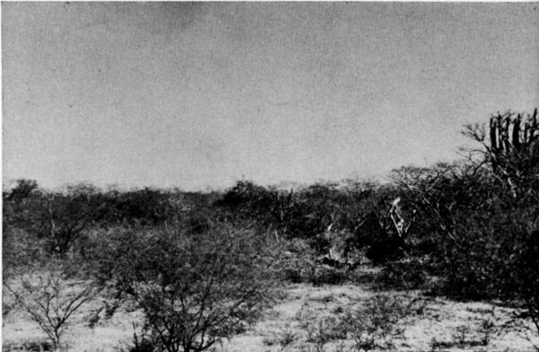 Fig. 1. Scrub forest on the Plains of Tehuantepec in dry season. March, 1956.