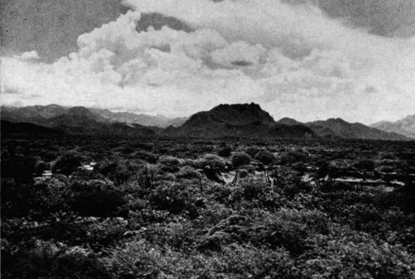 Fig. 2. Scrub forest on the Plains of Tehuantepec in rainy season. View toward the north. In the distance is the Continental Divide in the hills of the Isthmus. July, 1958.