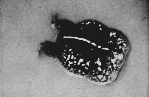 Fig. 1. Calling male of Rhinophrynus dorsalis, photographed in a pond north of Santa Cruz, Oaxaca, on July 6, 1958. × 2/3.