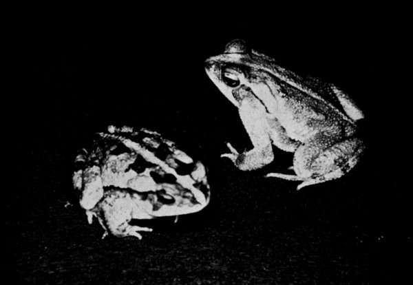 Fig. 2. Color pattern variation in two adults of Bufo canaliferus from Juchitán, Oaxaca. × 2/3.