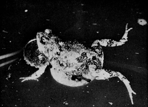Fig. 1. Calling male of Engystomops pustulosus, photographed in a pond west of Tehuantepec, Oaxaca, on July 5, 1956. × 2.