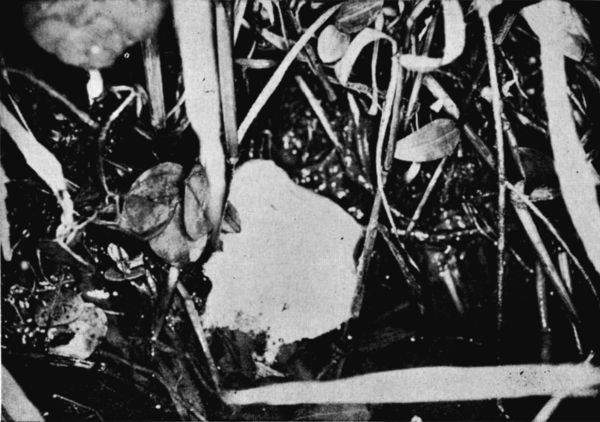 Fig. 2. Foamy egg mass of Engystomops pustulosus at the edge of a pond west of Tehuantepec, Oaxaca. July 5, 1956. × 3/8.