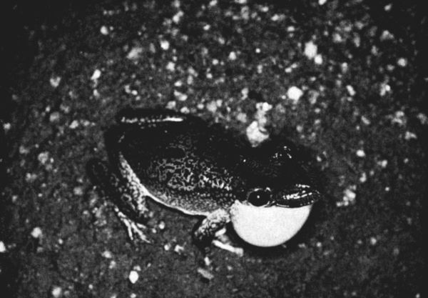 Fig. 1. Calling male of Diaglena reticulata, photographed at a pond north of Salina Cruz, Oaxaca, on July 6, 1958. × 1/2.