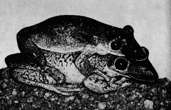 Fig. 2. Clasping pair of Diaglena reticulata at the edge of a pond north of Salina Cruz, Oaxaca, on July 6, 1958. × 1.