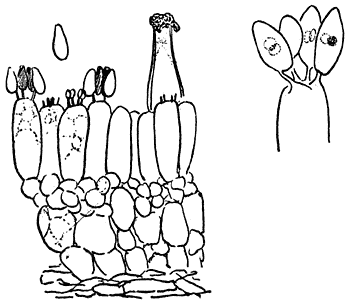 Fig. 7. Basidiën met sporen