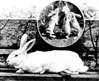 > Weiße Häsin (Kaninchenweibchen)      Fressende Kaninchen