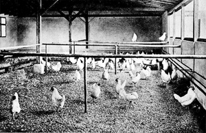 Geflügelstall mit Scharraum um den Hühnern bei schlechtem Wetter und im Winter Gelegenheit zum Scharren zu geben
