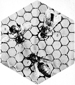 Die Geschlechter der Bienen: 1 Königin      2 Arbeiterin      3 Drohne